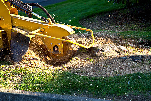 Best Organic Lawn Care Solutions  in Shell Lake, WI